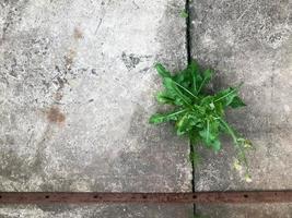 Green grass, a small plant makes its way through the seams of cracks in the stone cement concrete. The background photo