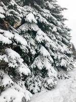 Winter texture with Christmas trees with branches festive covered with a thick layer of white cold shiny fluffy snow standing in a row like a fence in the forest. The background photo