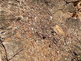 la tierra, los conos de pino marrón natural y los moldes de fundición y copian el lugar en el bosque de coníferas contra el fondo de un árbol agrietado foto