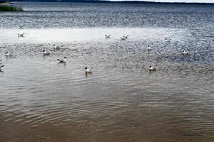 Many gulls of ducks of birds on the lake with yellow turbid water on the beach on the beach photo