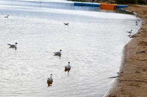 Many gulls of ducks of birds on the lake with yellow turbid water on the beach on the beach photo