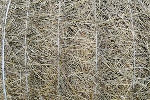 The texture of a round natural dried dry haystack of straw is a dry grass with spikelets and grass blades of brown yellow. The background photo