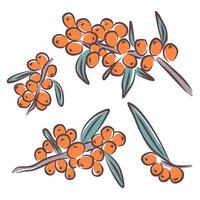 Sea buckthorn vector drawing. Isolated berry branch sketch on white background. Summer fruit