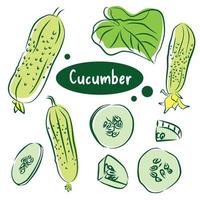 Hand drawn colorful cucumber. Set sketches with cut cucumber, slice, leaf and flower. Vector illustration.