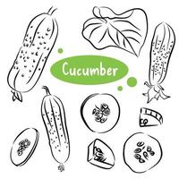 Hand drawn colorful cucumber. Set sketches with cut cucumber, slice, leaf and flower. Vector illustration.