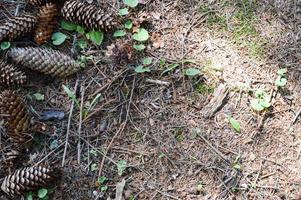 Natural fallen brown spruce fir and pine cones on the ground grass in the forest with sprigs of needles and copy space. Background, texture photo