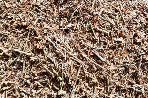 The texture of a brown natural forest anthill with ants a lot of small insects in the forest. The background photo