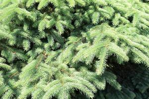Green fluffy thorny coniferous fir-tree pine branches of a tree fir-trees illuminated by sunlight photo