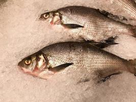 un pescado entero con escamas y una cabeza de delicioso y jugoso pescado fresco congelado contra el fondo de pequeños trozos de hielo claro y frío foto