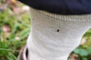 Tick sits on clothing to bite, the leg is tucked into light-colored socks for safety photo