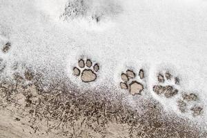 Footprint of cat paws in the snow on a wooden texture. Copy space. photo