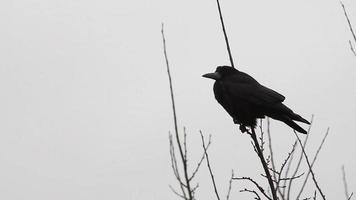 corbeaux sur arbre video