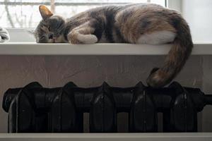 A cute cat sleeps on a windowsill, over a warm radiator, on a cold day. photo