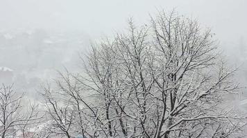 árboles en la nieve video