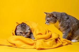 Two cats, one angry Scottish Fold wrapped in a soft blanket, and the other half-breed looks at him in bewilderment. Yellow background. photo
