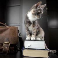 Funny curious cat sits on books, next to it there is an old leather briefcase, against the background of a black. Education concept. photo
