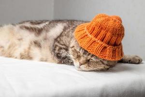 Pregnant purebred cat in a knitted orange hat sleeps on the table against the background of the wall. photo