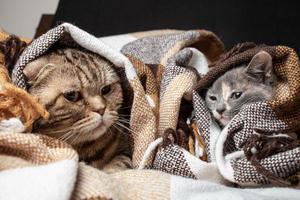 Funny Scottish Fold cat and mestizo kitten are hiding in a plaid blanket. photo