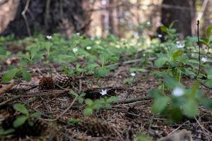 Small white flowers in the forest, among the trees. photo