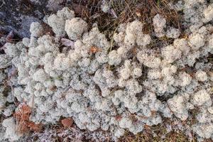 Dry moss and grass on a rocky surface. Top view. photo