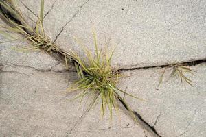 A large, even stone with grass growing in its crack. Background. photo