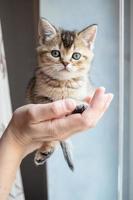 un gatito británico muy pequeño se sienta tranquilamente en la palma del propietario y lo mira con interés. foto