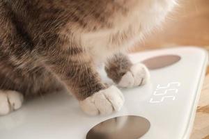 las patas de gato se colocan en escalas inteligentes que hacen análisis de impedancia bioeléctrica, sesgo, medición de grasa corporal. mascotas curiosas. foto