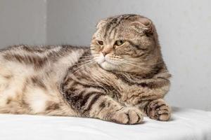 Curious pregnant Scottish Fold cat lies on the table and looks with interest to the side, against the background of the wall. photo