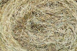 The texture of a round natural dried dry haystack of straw is a dry grass with spikelets and grass blades of brown yellow. The background photo