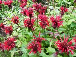 las flores rojas de la monarquía están arqueadas con grandes pétalos frescos, jugosos y esponjosos, tiernos contra el fondo de la hierba verde y las hojas. planta monarda fistulosa foto