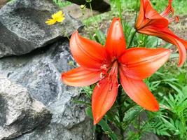 Large red lily flowers with large juicy fresh petals tender against the background of green grass and stones photo