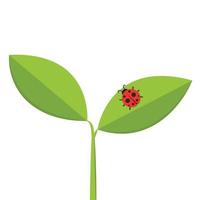 Ladybug on leaf. wallpaper. free space for text. background. symbol. ladybug on white background. vector