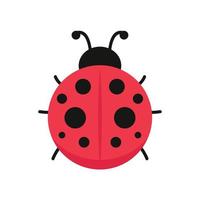 Ladybug vector. ladybug on white background. wallpaper. symbol. vector