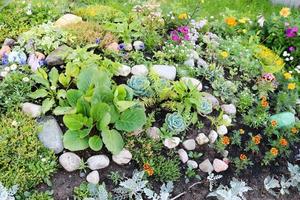 Homemade flowerbed with beautiful cet and plants, greens and green grass photo