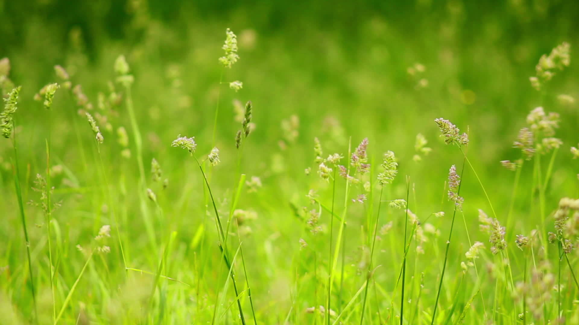 close up of grass staggers 14276048 Stock Video at Vecteezy
