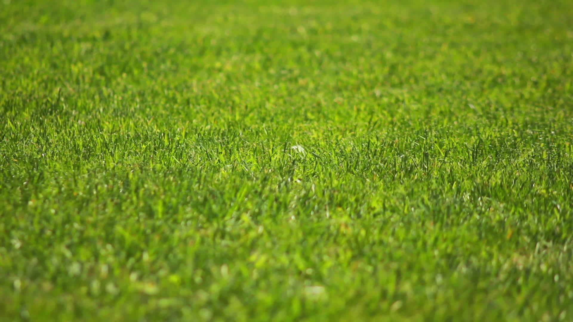 close up of grass staggers 14276053 Stock Video at Vecteezy