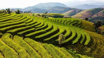 Aerial view of Rice terrace at Ban pa bong piang in Chiang mai Thailand photo