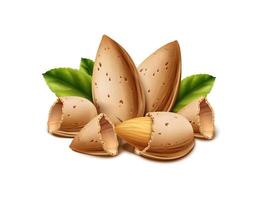 3d realistic vector icon.  Isolated on white background. Almond nut shell and nut with leaves.