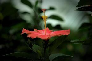 flor de gumamela o hibisco foto