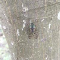 moscas de cerca al aire libre foto