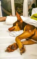 Russian toy terrier dog portrait while tired and sleeps Mexico. photo