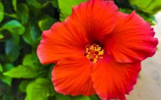 Red beautiful hibiscus flower shrub tree plant in Mexico. photo
