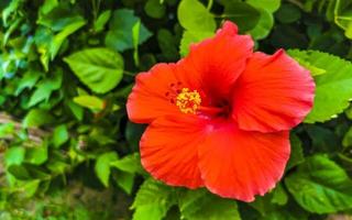 planta de árbol de arbusto de flor de hibisco rojo hermoso en méxico. foto