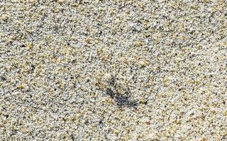 Tiny sand beach crab crabs run dig around on beach. photo