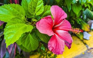 planta de árbol de arbusto de flor de hibisco rojo hermoso en méxico. foto