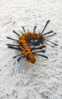 Beautiful orange tropical caterpillar on a white wall in Mexico. photo