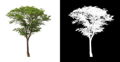 single tree with clipping path and alpha channel on black background photo