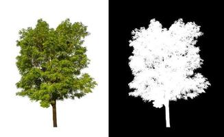 single tree with clipping path and alpha channel on black background photo