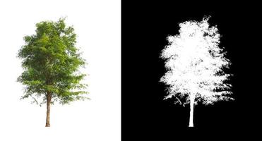 Tree isolated on a white background with clipping path and alpha channel photo