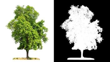 single tree with clipping path and alpha channel on black background photo